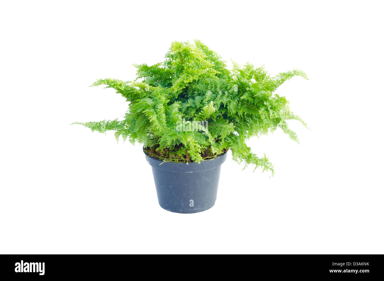 Green fern in pot isolated on white background Stock Photo - Alamy
