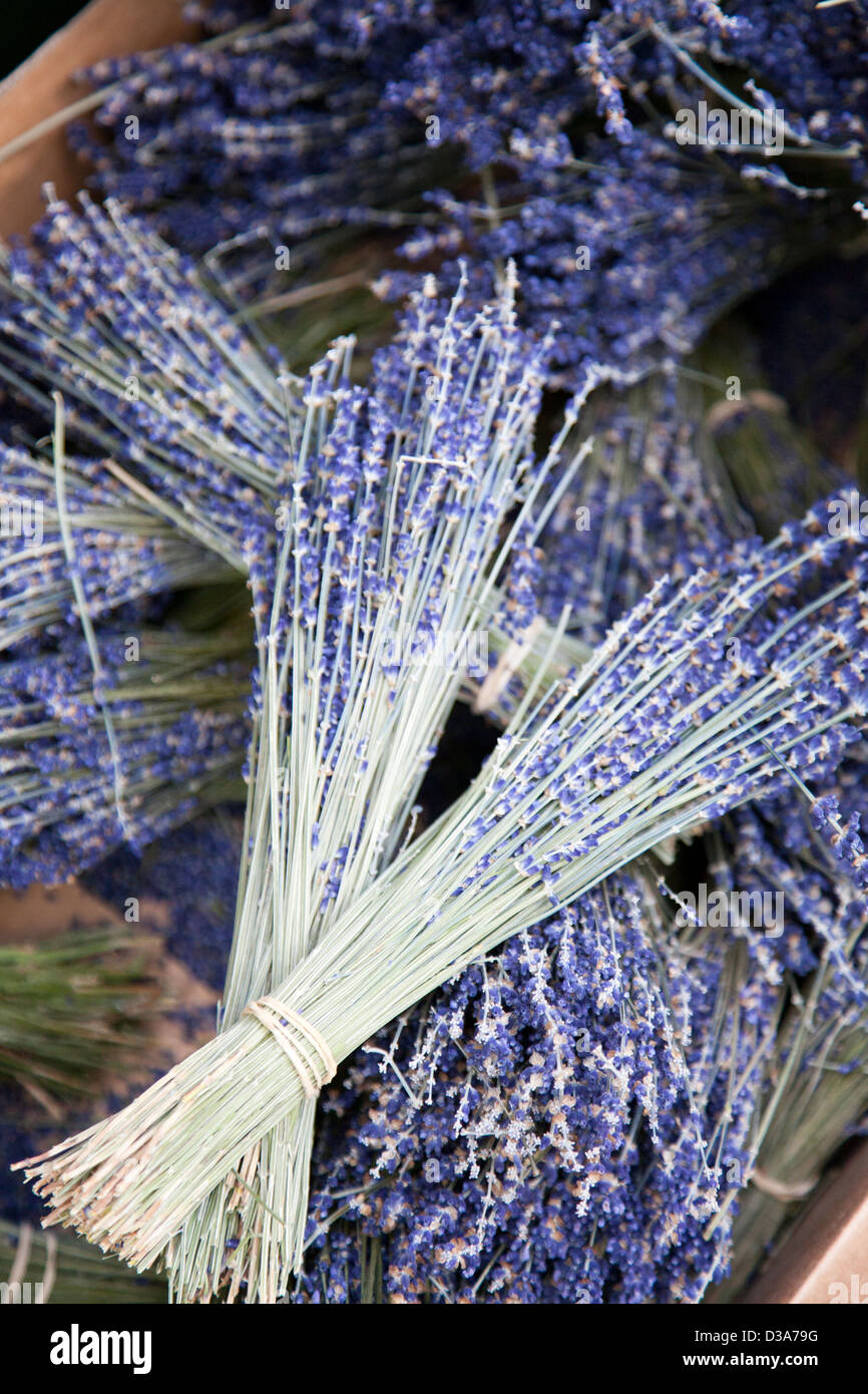 Dried Lavender Bunches for sale at Borough Market London UK Stock
