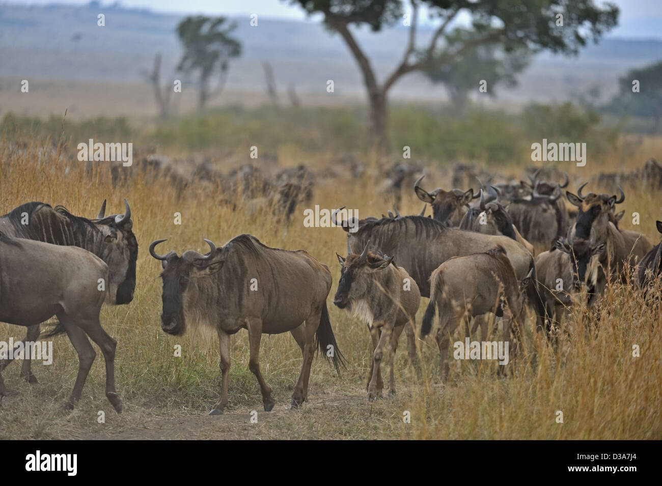 Wildebeest (or wildebeest, wildebeests or wildebai, gnu) herds in teh vast plains of Masai Mara, Kenya, Africa Stock Photo