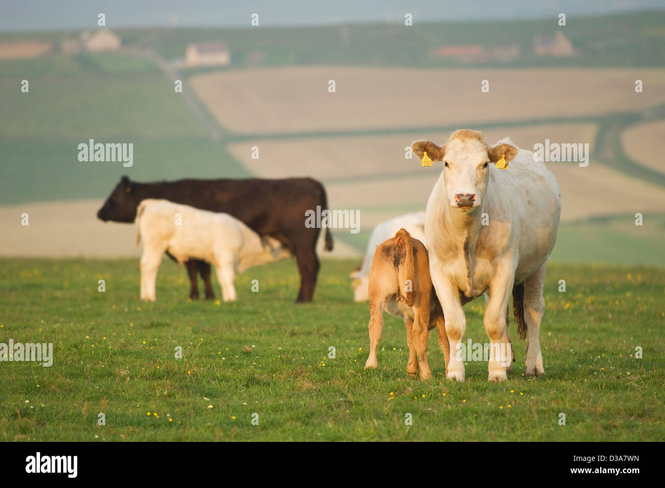 Cattle near Marwick in the Orkney Islands, Scotland. Stock Photo