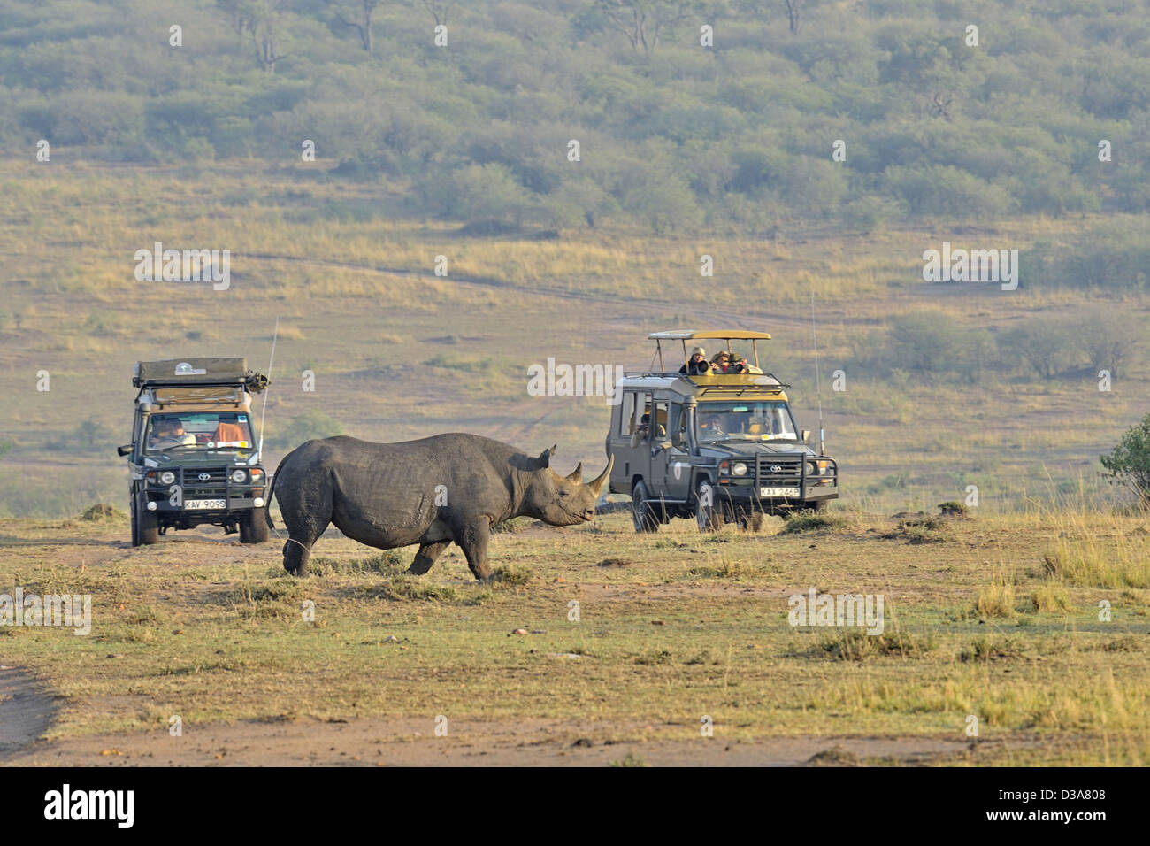 Tourists on a safari watching Black Rhinoceros or Hook-lipped Rhinoceros (Diceros bicornis) in Masai Mara, Kenya Stock Photo