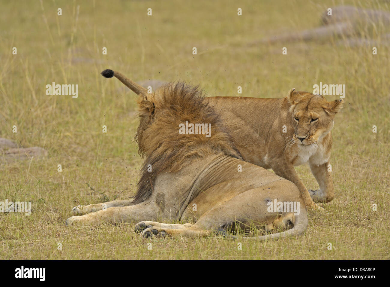 Mating lions in the grasses of Masai Mara, Kenya, Africa Stock Photo ...