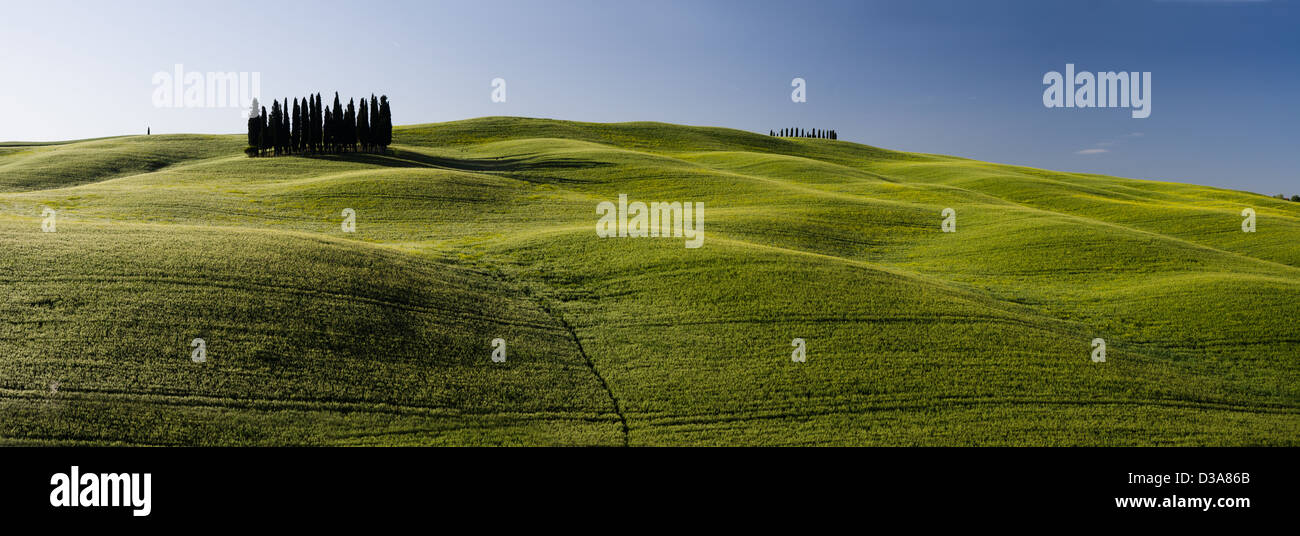 Group of cypress trees hi-res stock photography and images - Alamy