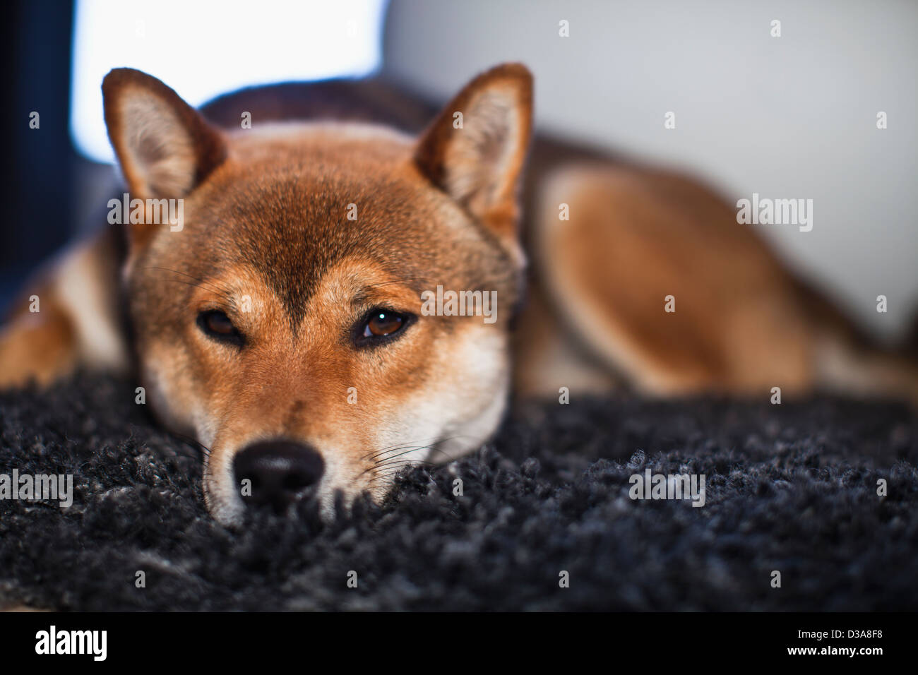 Dog laying on rug Stock Photo Alamy