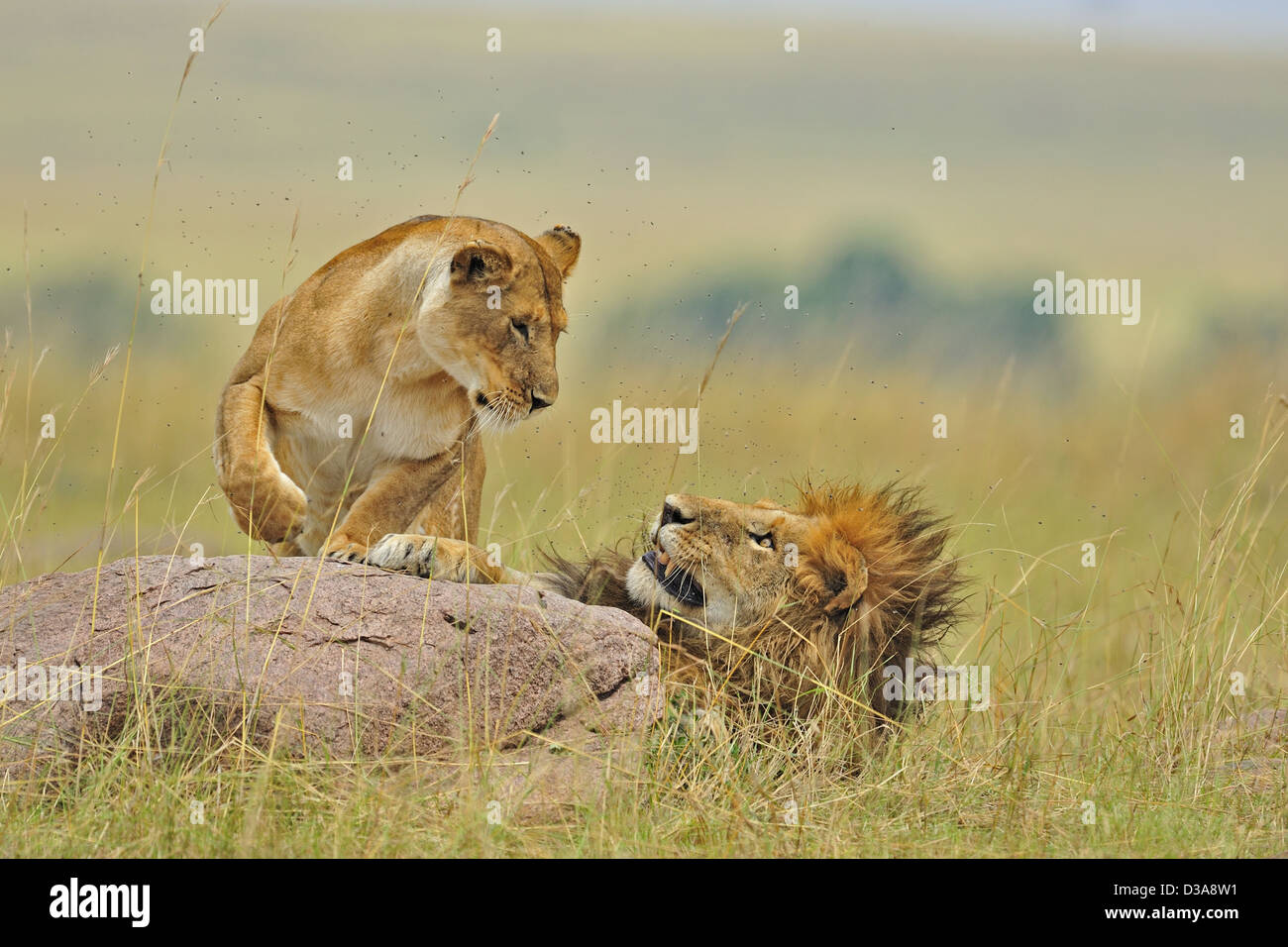 Mating lions in the grasses of Masai Mara, Kenya, Africa Stock Photo ...