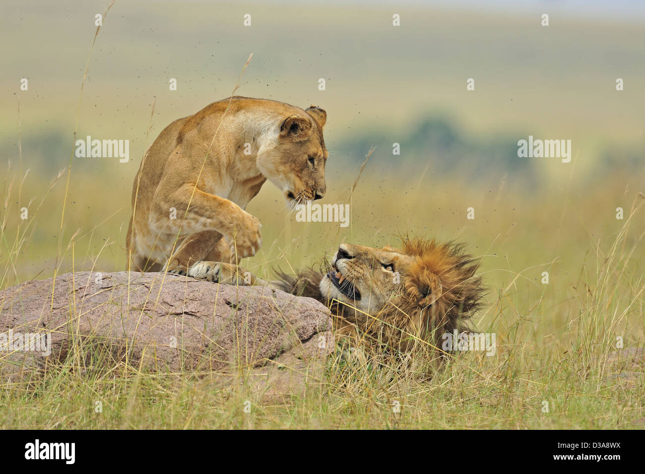 Mating lions in the grasses of Masai Mara, Kenya, Africa Stock Photo ...