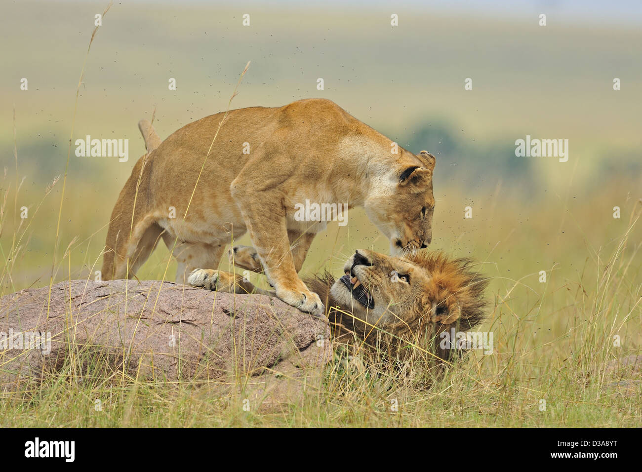 Mating lions in the grasses of Masai Mara, Kenya, Africa Stock Photo ...