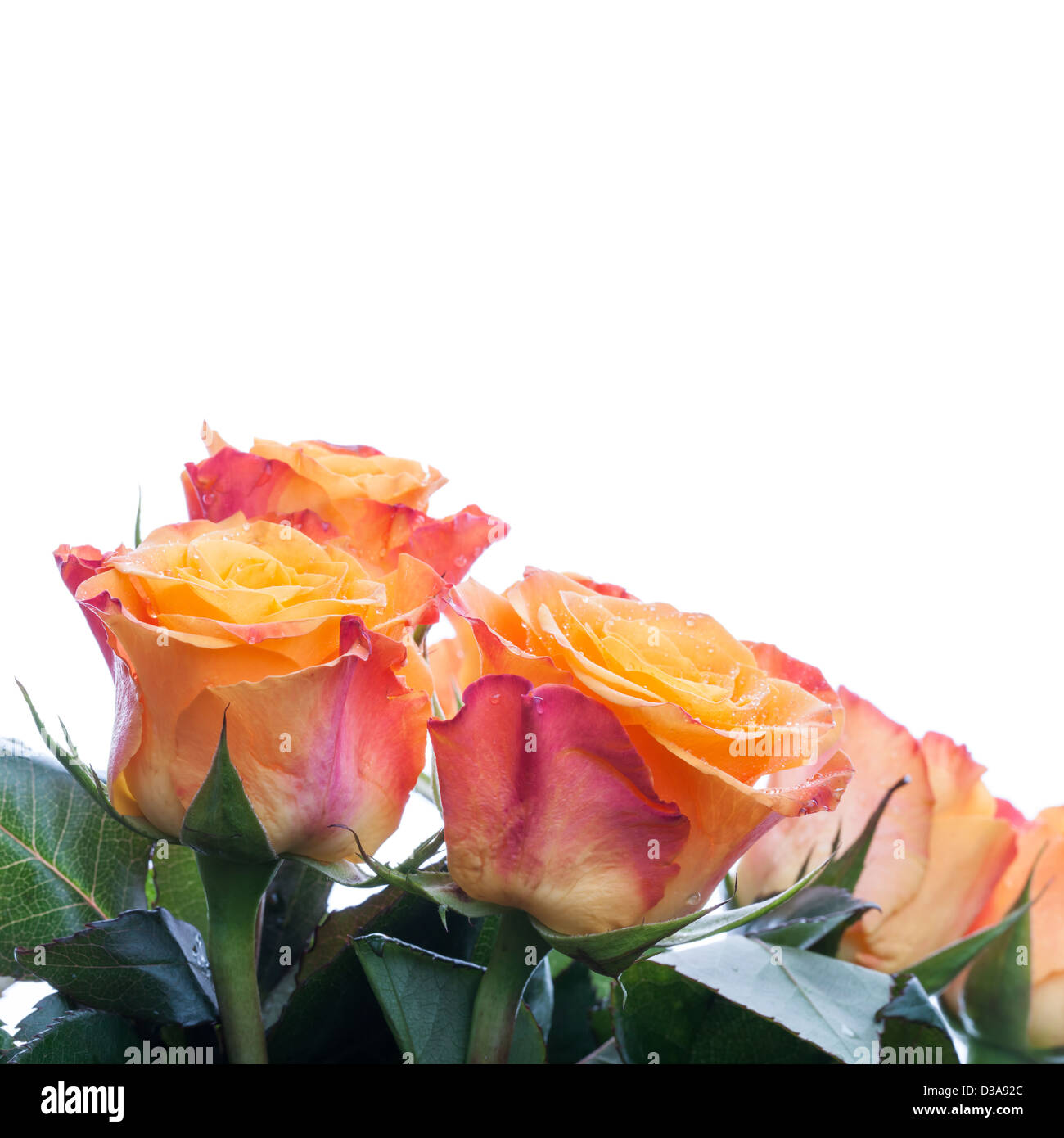 Red, orange and yellow roses isolated on white Stock Photo