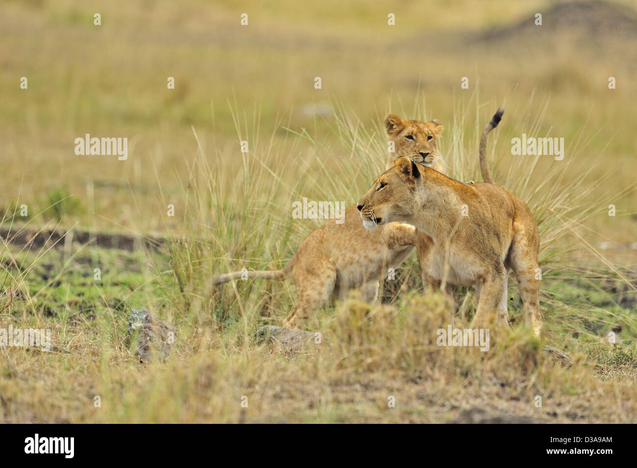 A group of lioness playing in Masai Mara, Kenya, Africa Stock Photo