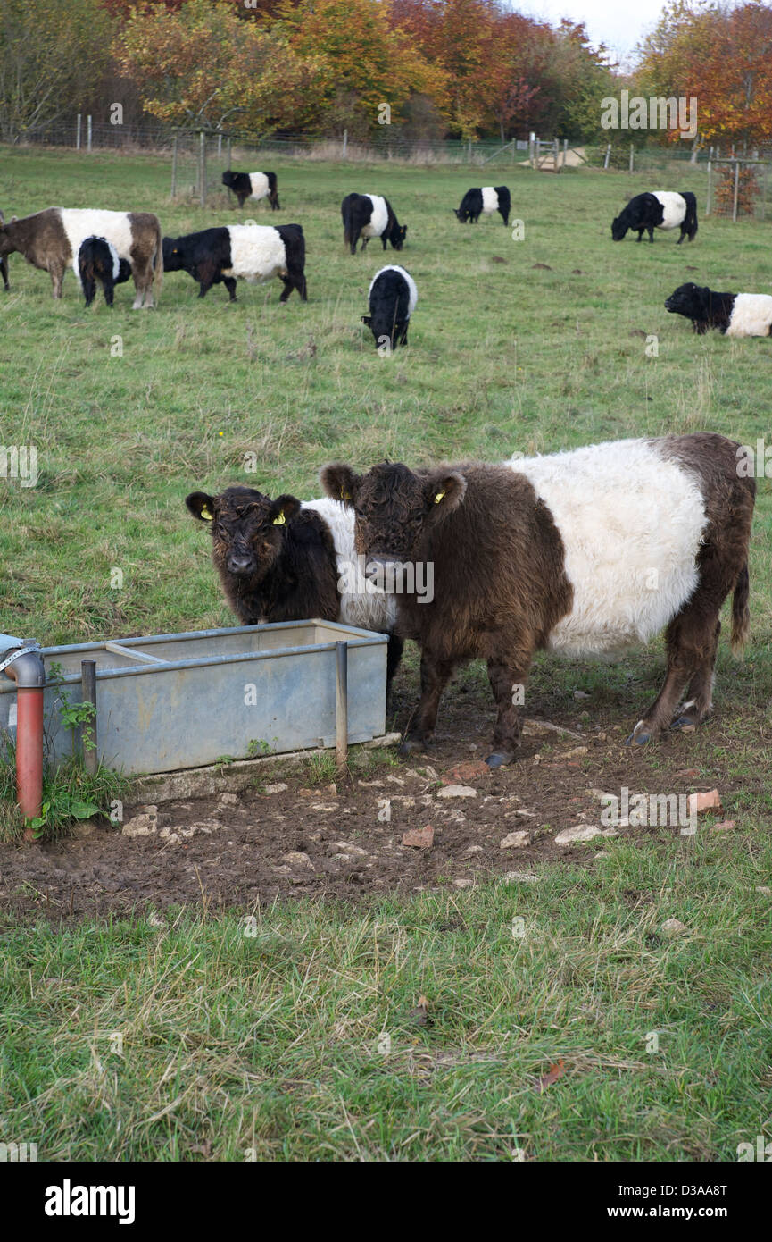 The world famous Galloway cows drinking from a water trough Stock Photo Alamy