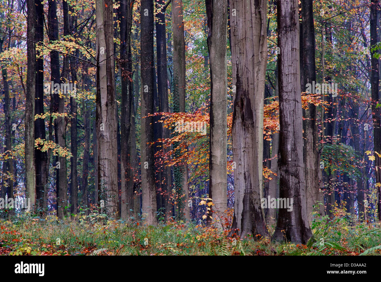 The tall straight trunks of beech trees Stock Photo