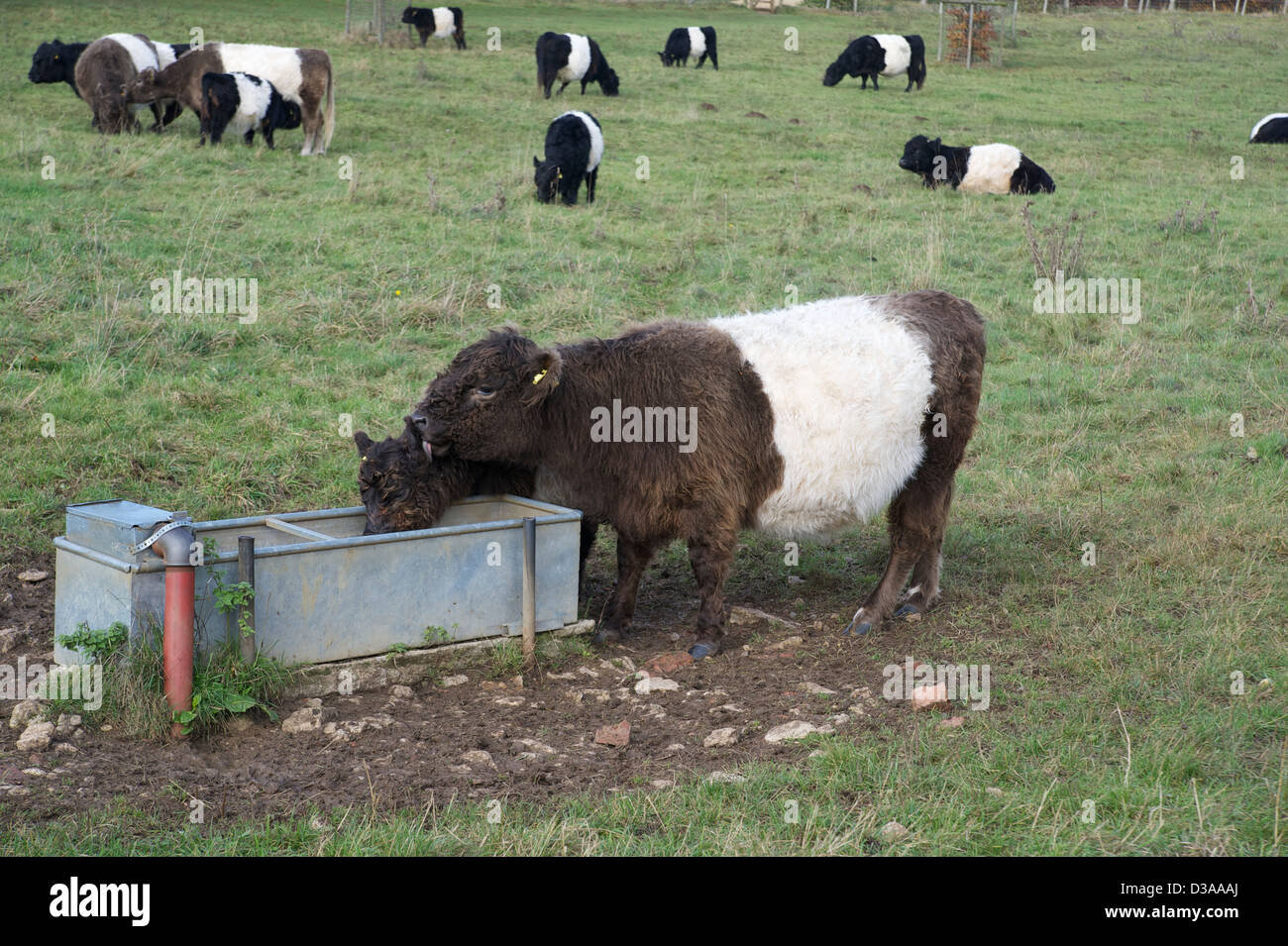 The world famous Galloway cows drinking from a water trough Stock Photo Alamy