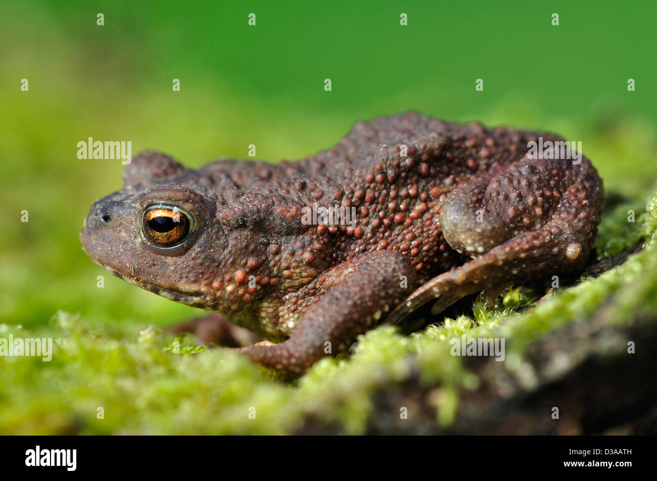 Common toad. Dorset, UK Stock Photo