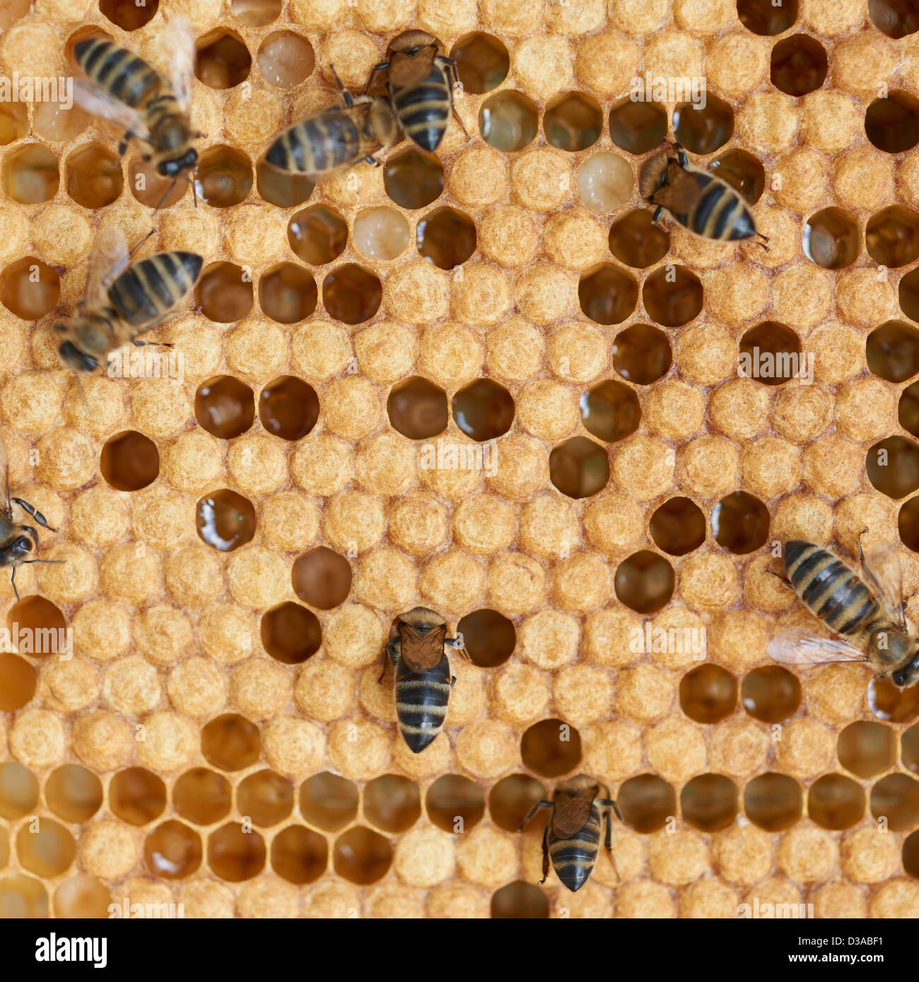 Honeycomb and worker honey bees close-up Stock Photo