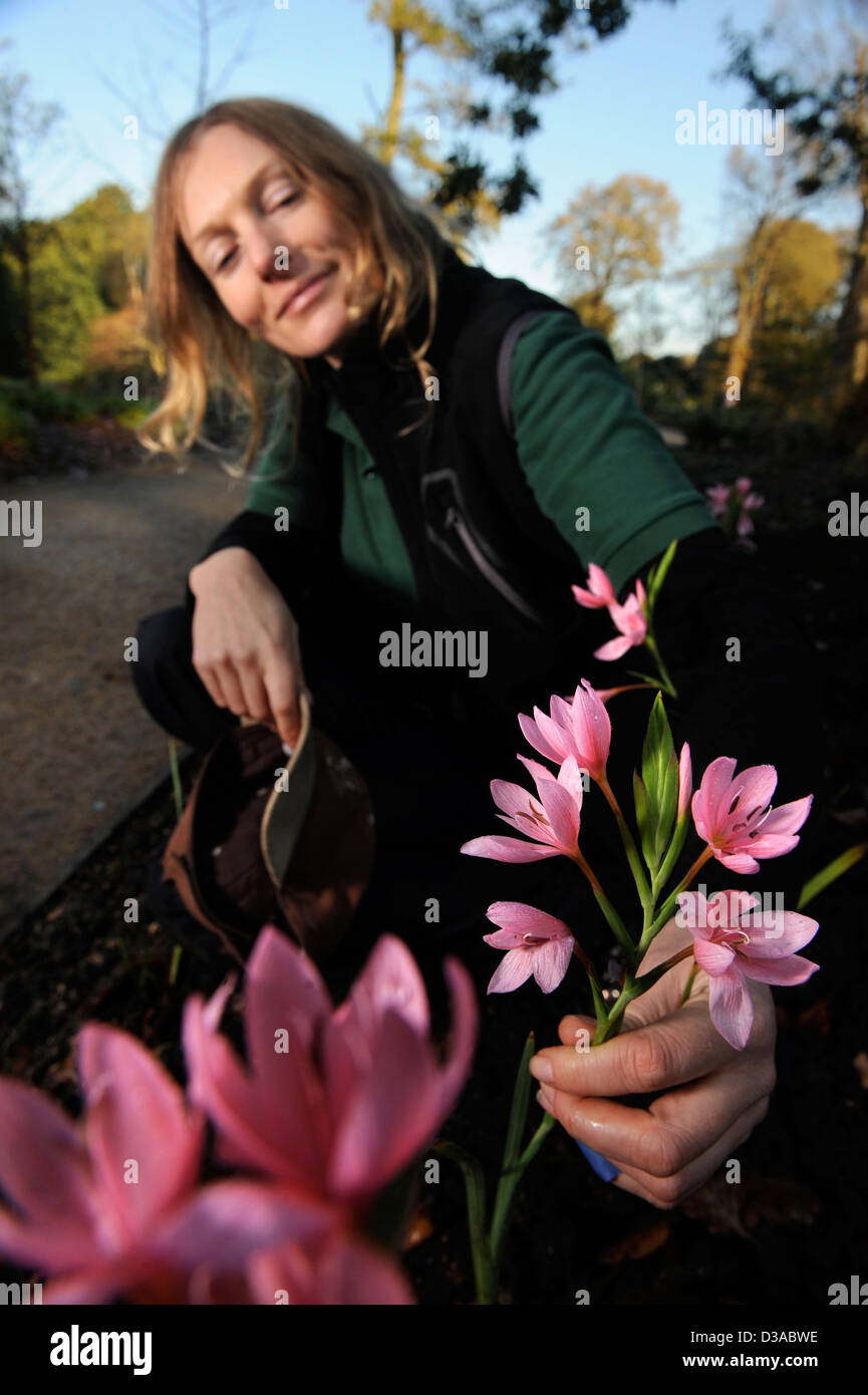 A gardener admires a flowering Schizostylis coccinea 'Viscountess Byng' or the Crimson Flag Lily Stock Photo