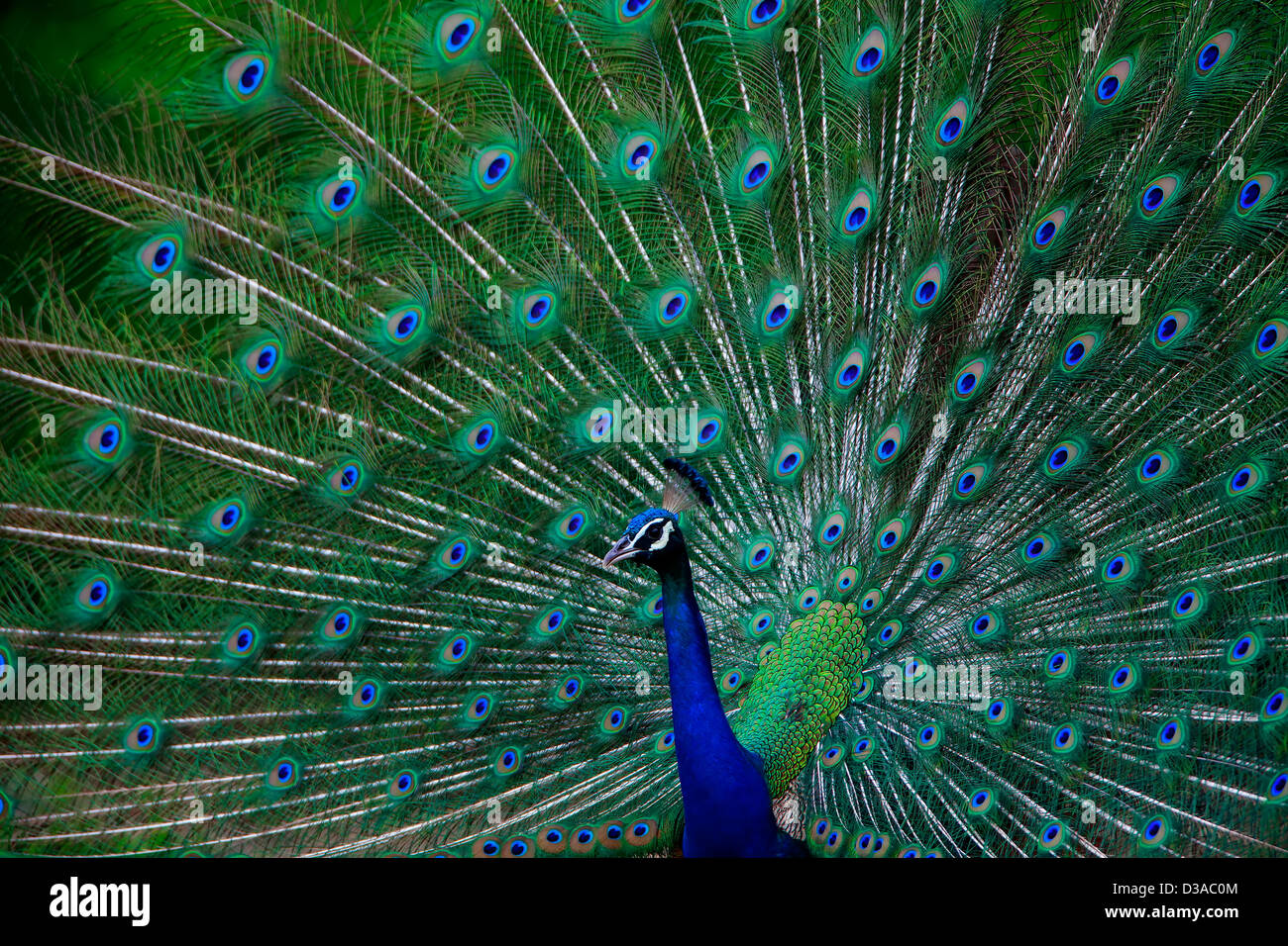 Male Peacock,Bird,Nature,Feather,Colour Image.Backgrounds,Animal,Vibrant Color,Dating,Close-up,Animals In The Wild,Mating Dance. Stock Photo