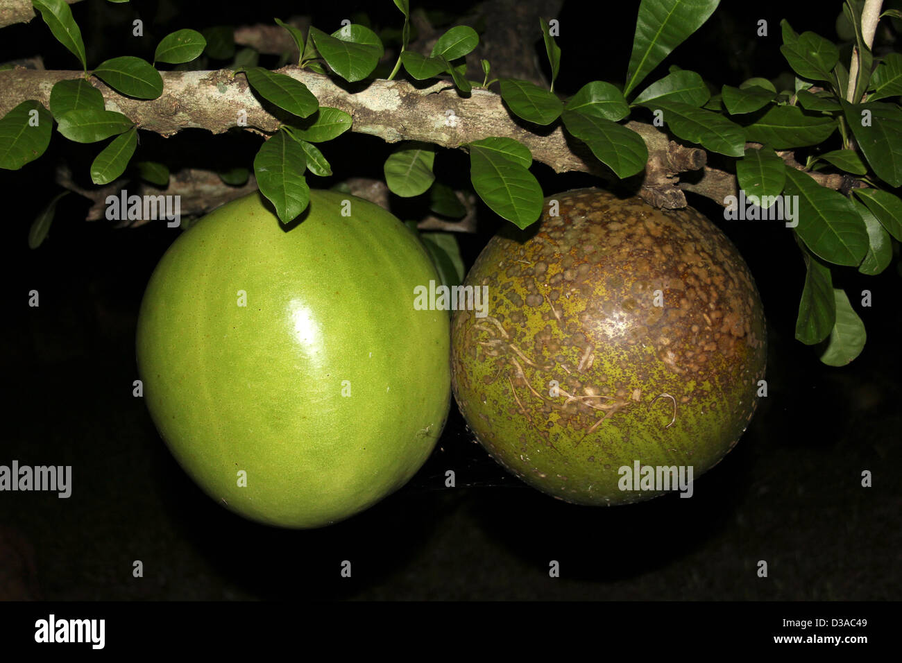 Football Size Gourds Hanging From A Tree Branch Stock Photo