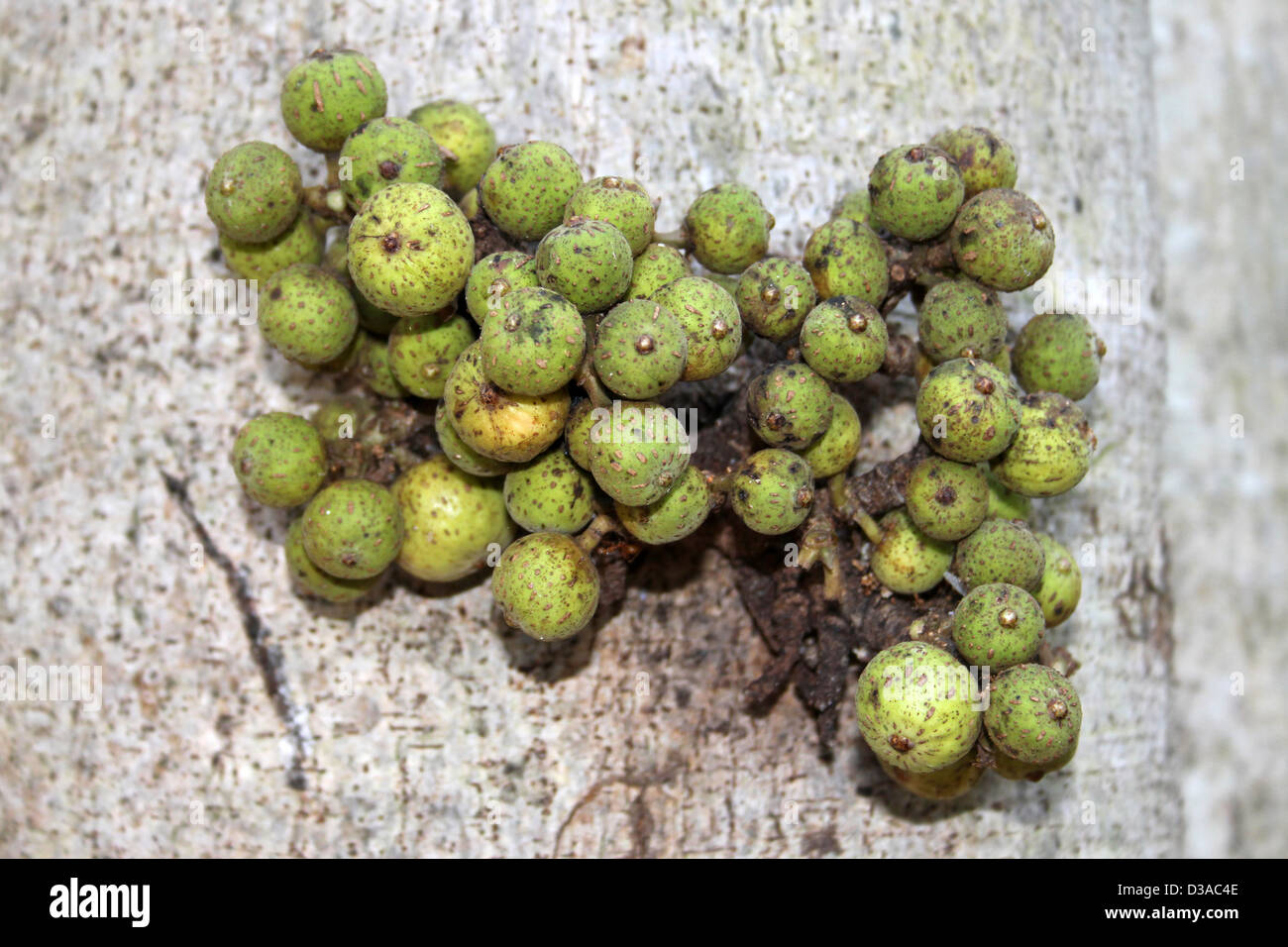Fruits Growing From The Tree Trunk Of A Fig Tree, Ficus variegata Stock Photo