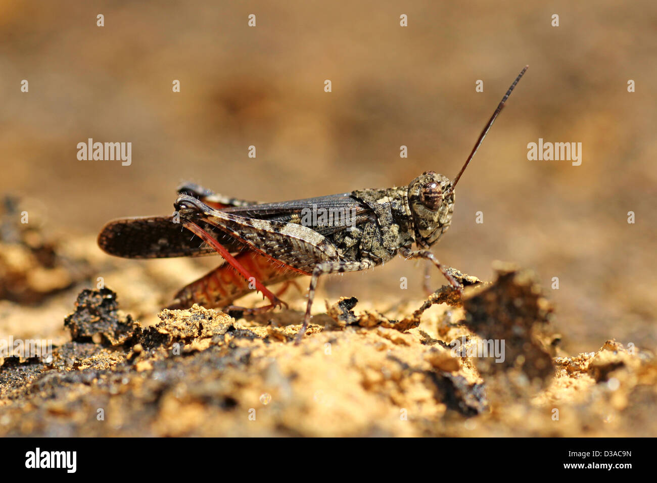 Camouflaged Grasshopper With Contrasting Red Abdomen Stock Photo