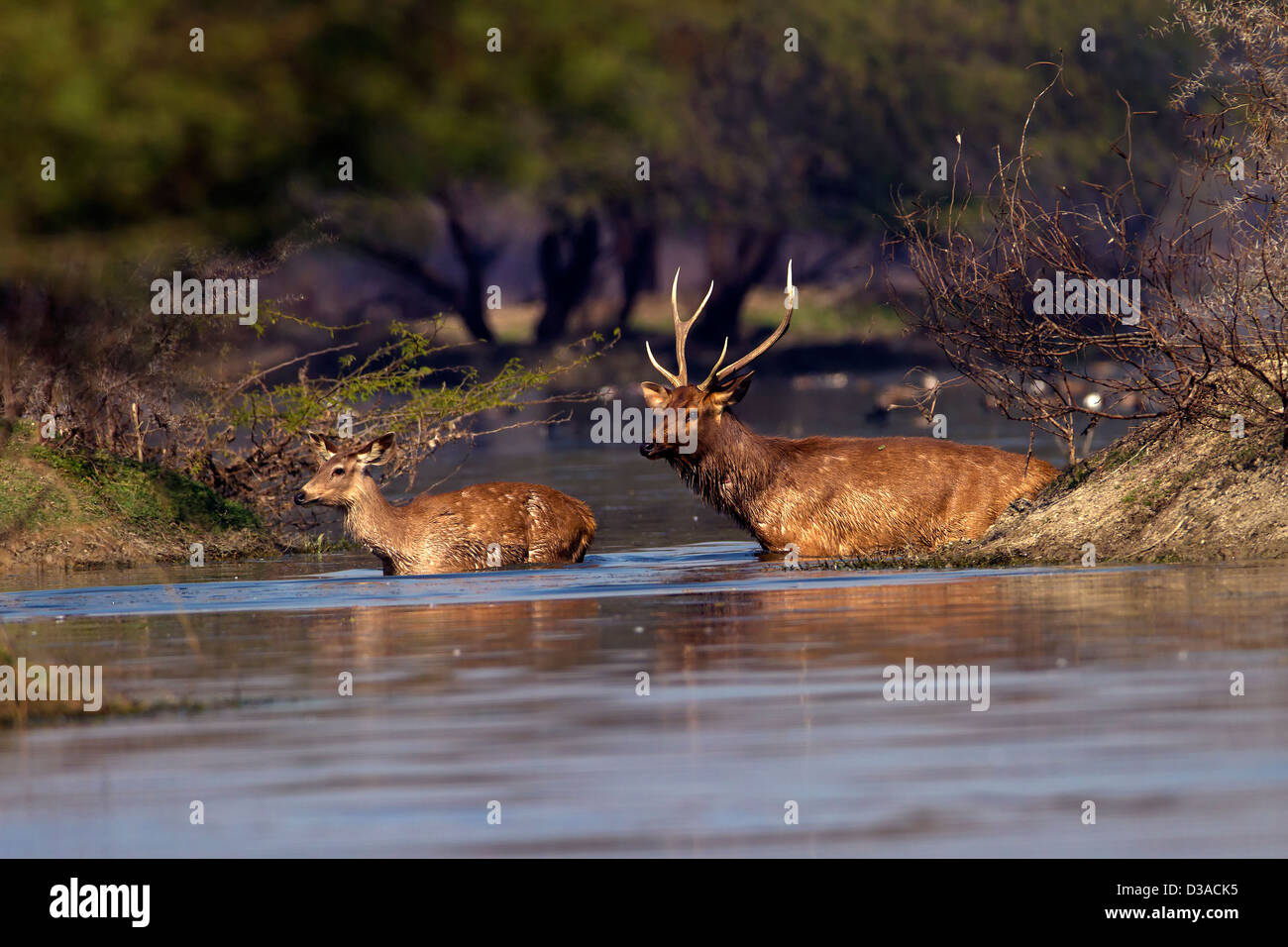 Cervus herbivores prey unicolor species deer indian mammal nature