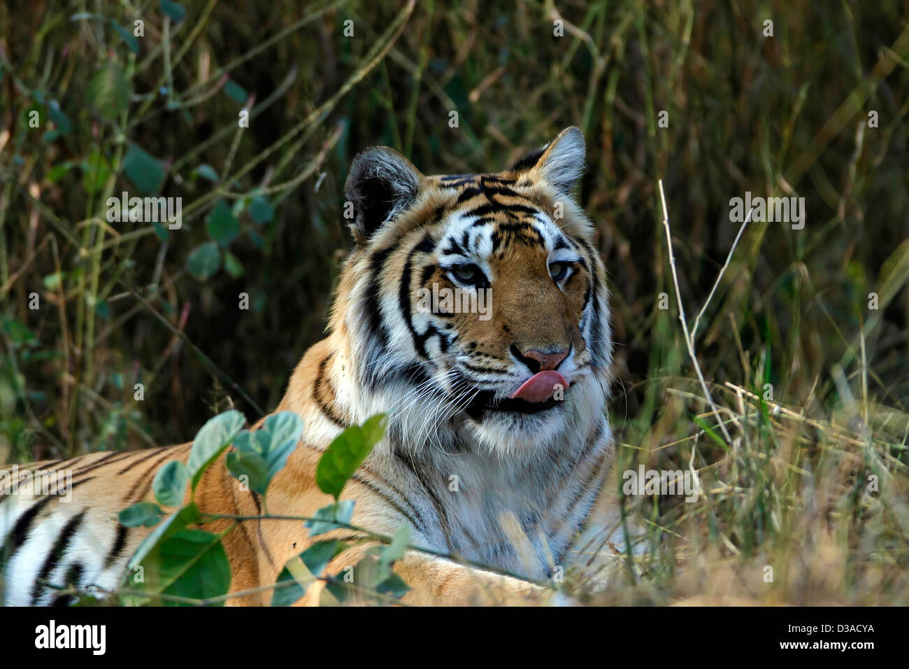 Bengal Tiger,Wildlife,Nature,Endangered Species,Wild Animals,Animals And  Pets,Indian wildlife,Animal behavior,Portrait,India Stock Photo - Alamy