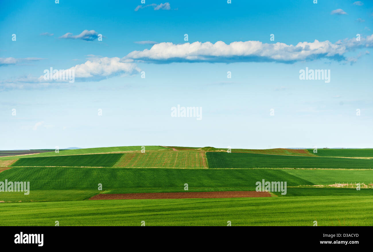 Cultivated land and blue sky in spring season, landscape from South Bulgaria, green wheat plantations Stock Photo