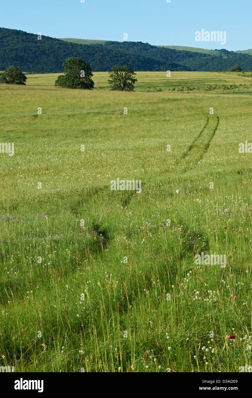 Summer landscape with green grass, oak trees and mountain ridges Stock ...