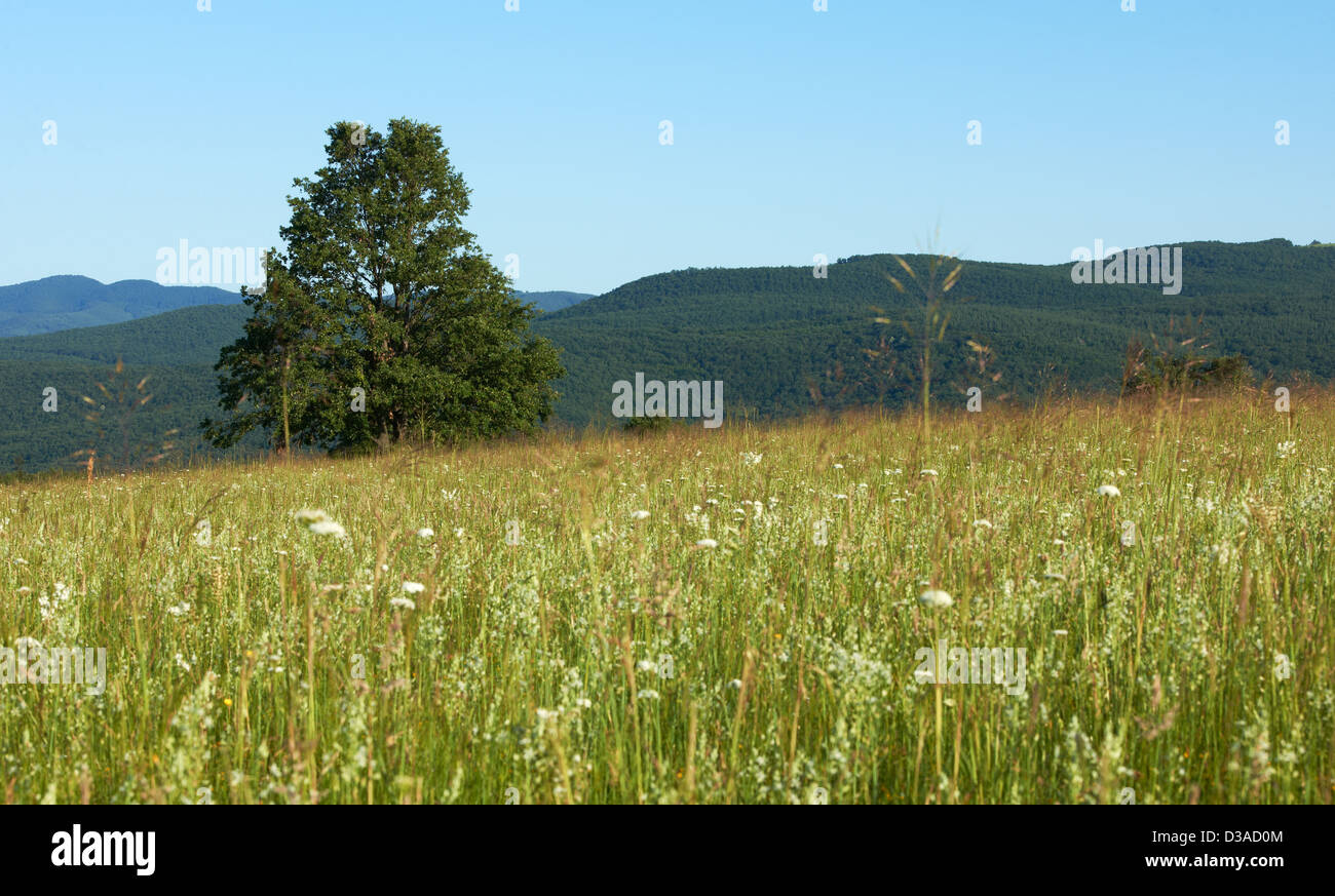 Summer landscape with green grass field, oak trees and mountain ridges ...