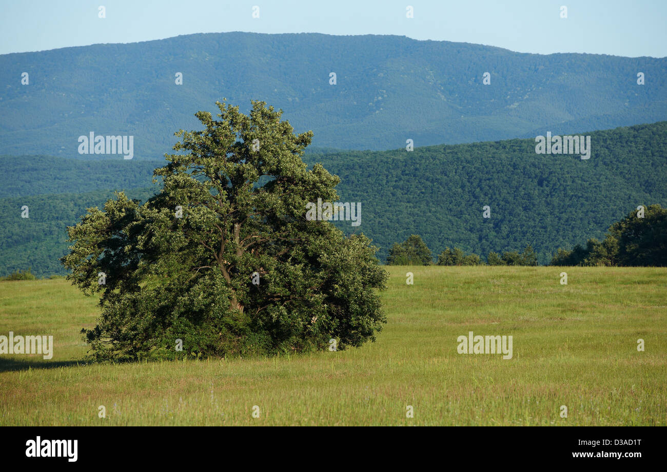 Summer landscape with green grass field, oak trees and mountain ridges ...