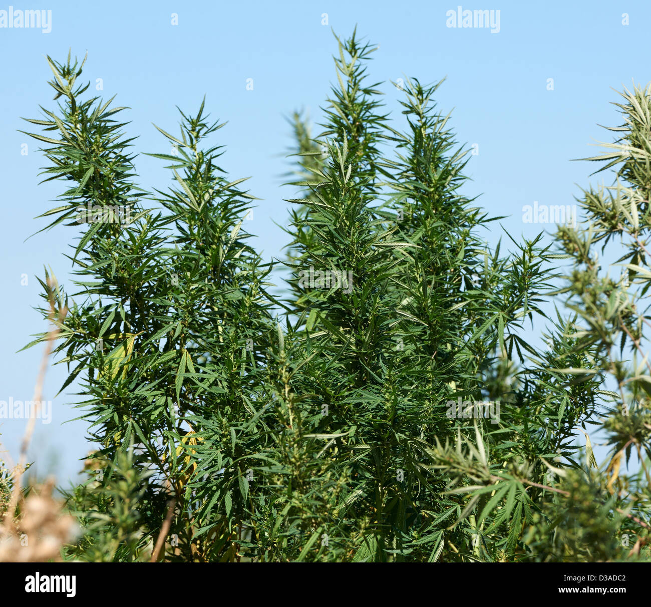 Plantation of marijuana plant for making drugs with thc narcotic Stock Photo