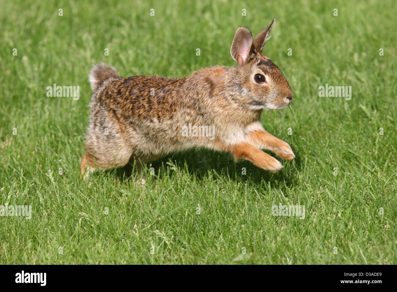 rabbit bunny hop hopping Stock Photo