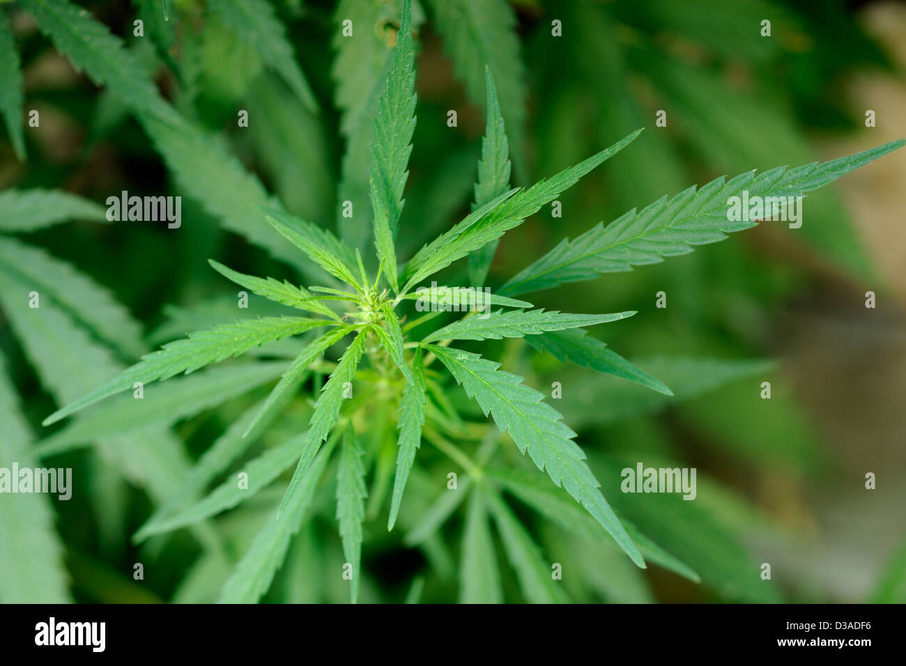 Green spray of marihuana plant Stock Photo Alamy