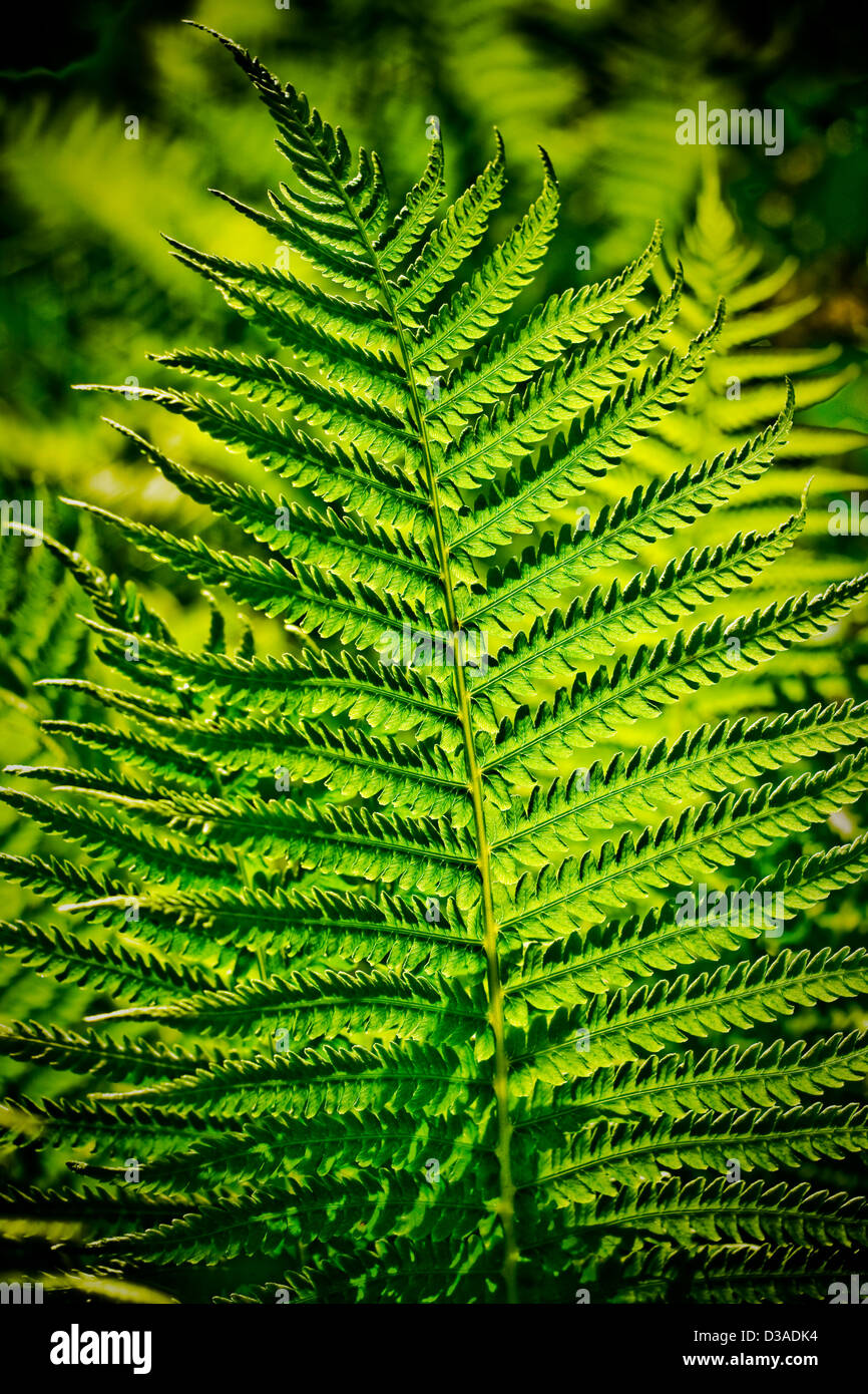 Details fern leaves hi-res stock photography and images - Alamy