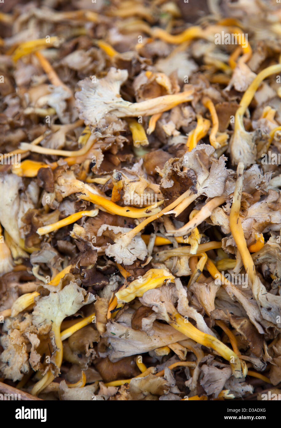 Wild Golden Chanterelle Mushrooms at Borough Market SE1 UK Stock