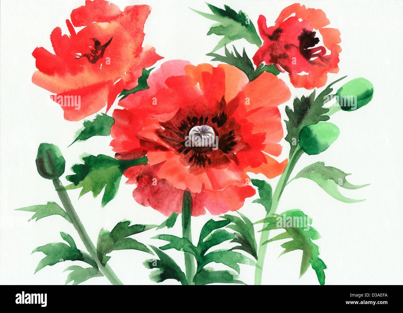 Original art, watercolor painting of red poppies Stock Photo - Alamy