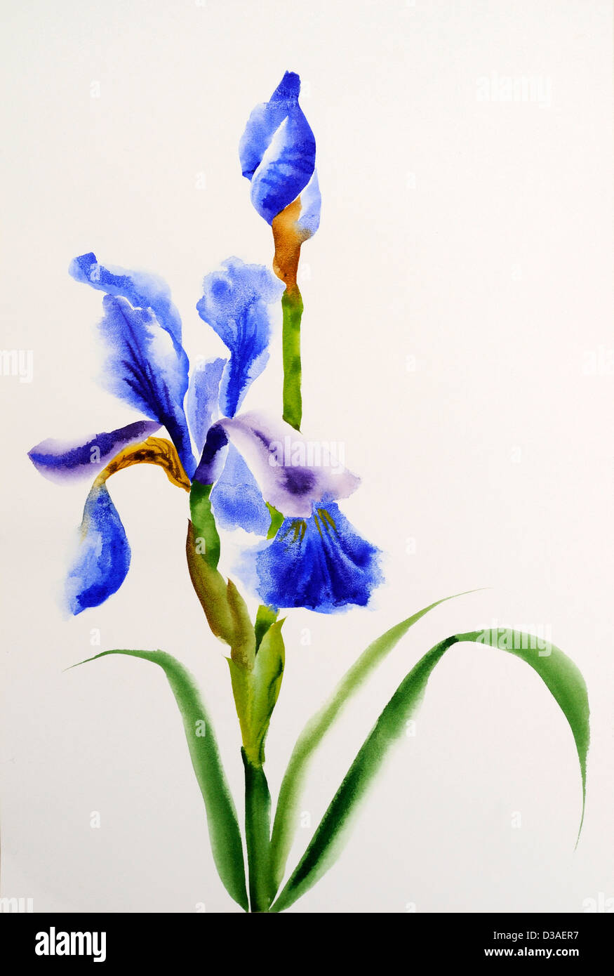 Blue iris flower watercolor painting hires stock photography and