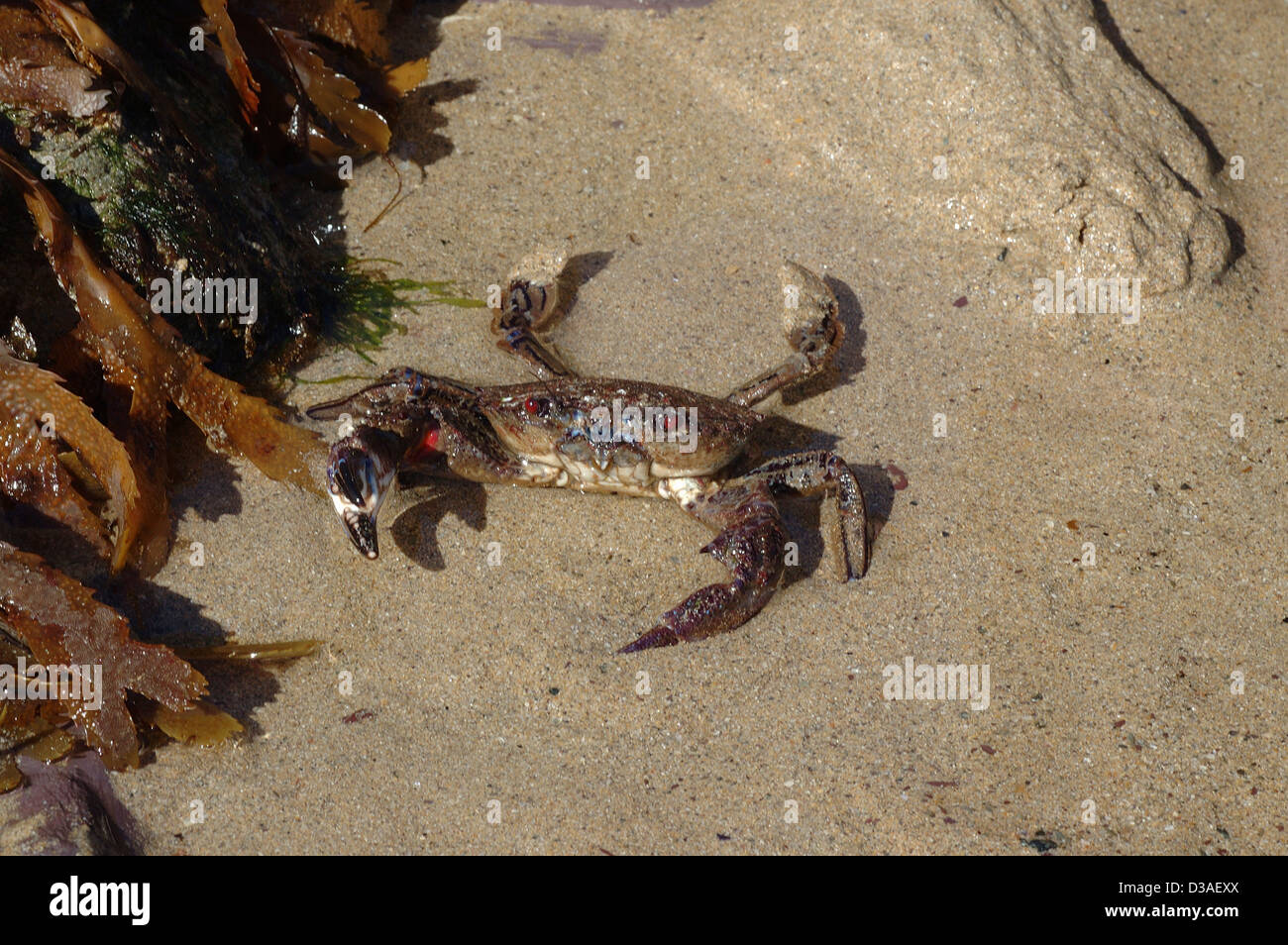 Velvet swimming crab (Necora (= Macropipus, = Liocarcinus, = Portunus) puber: Portunidae) at the edge of a rockpool UK Stock Photo