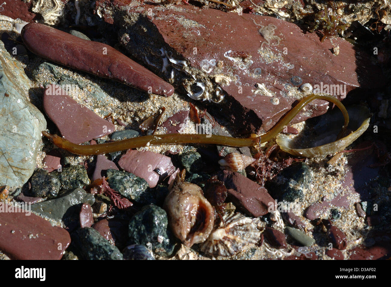 Worm pipefish (Nerophis lumbriciformis) which survives under damp rocks at lowtide UK Stock Photo