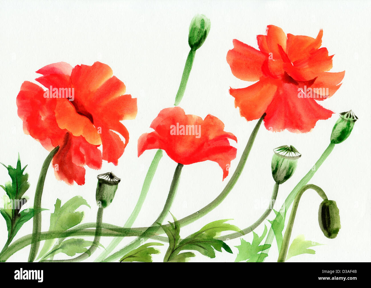 Original art, watercolor painting of red poppies Stock Photo - Alamy