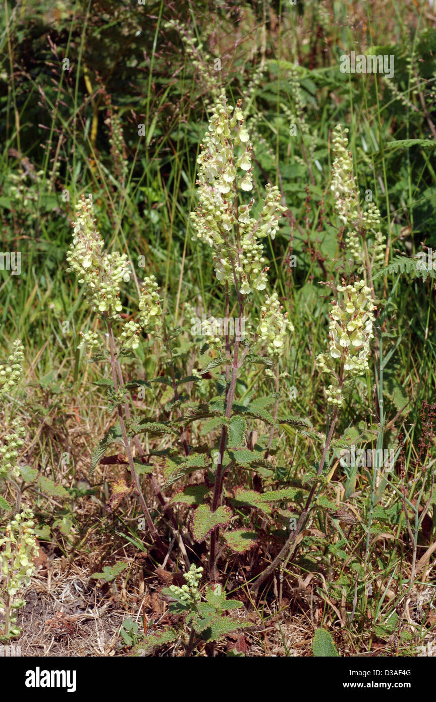 Wood sage (Teucrium scorodonia : Lamiaceae), UK. Stock Photo
