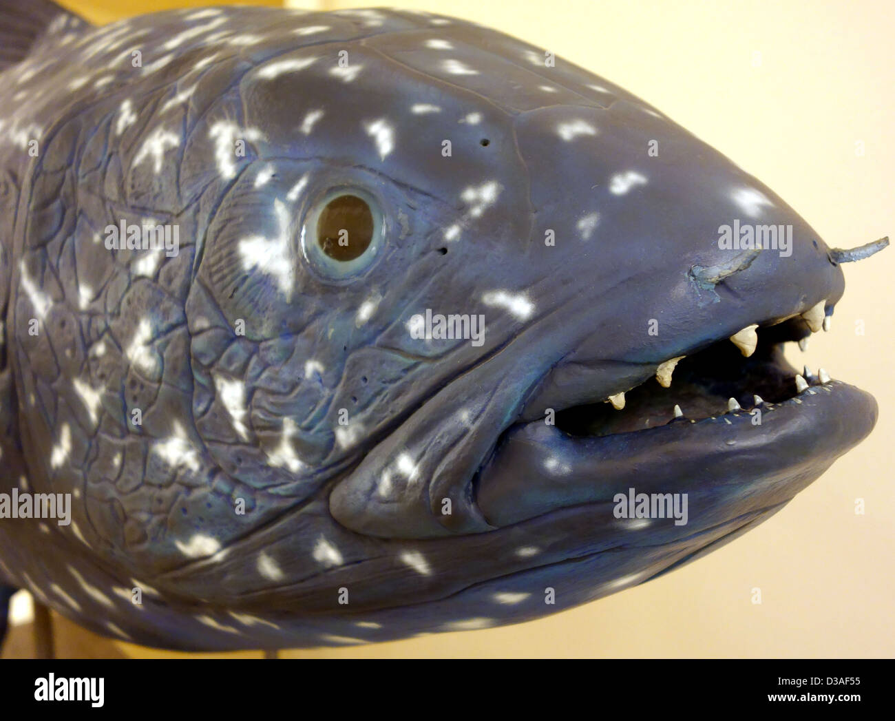 Model of extinct Coelacanth fish in museum in Santa Cruz de Tenerife, Canary Islands Stock Photo