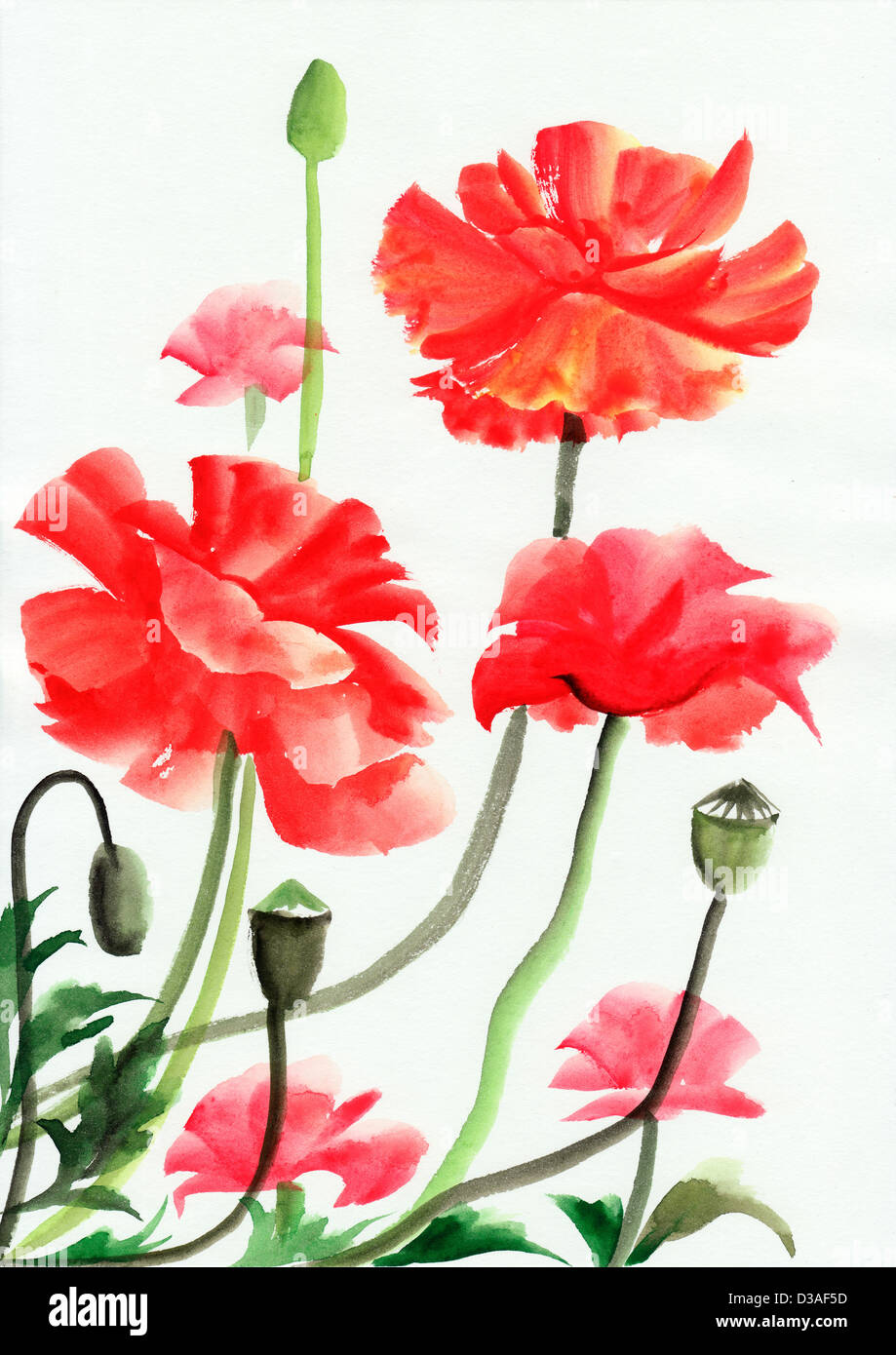 Original art, watercolor painting of red poppies Stock Photo - Alamy