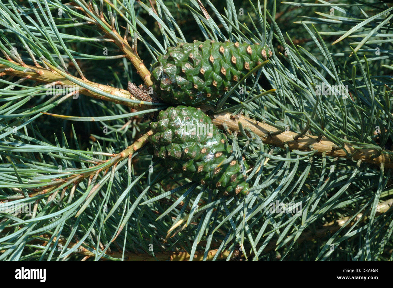 Scots pine cones (Pinus sylvestris: Pinaceae), UK Stock Photo
