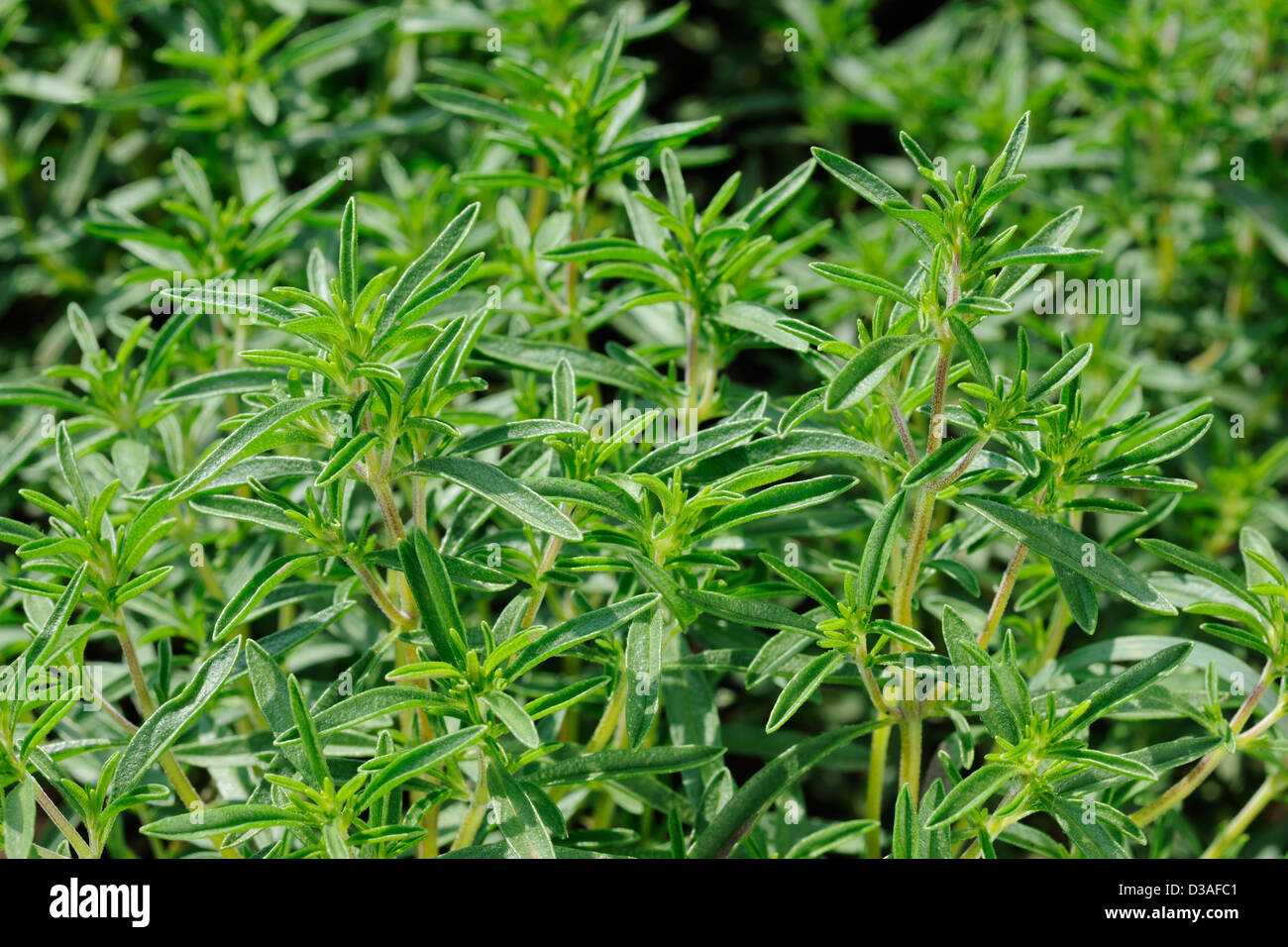 Savory plant hi-res stock photography and images - Alamy