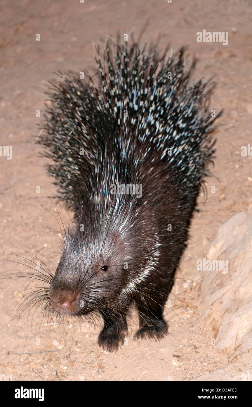 Porcupine, Hystricidae Stock Photo