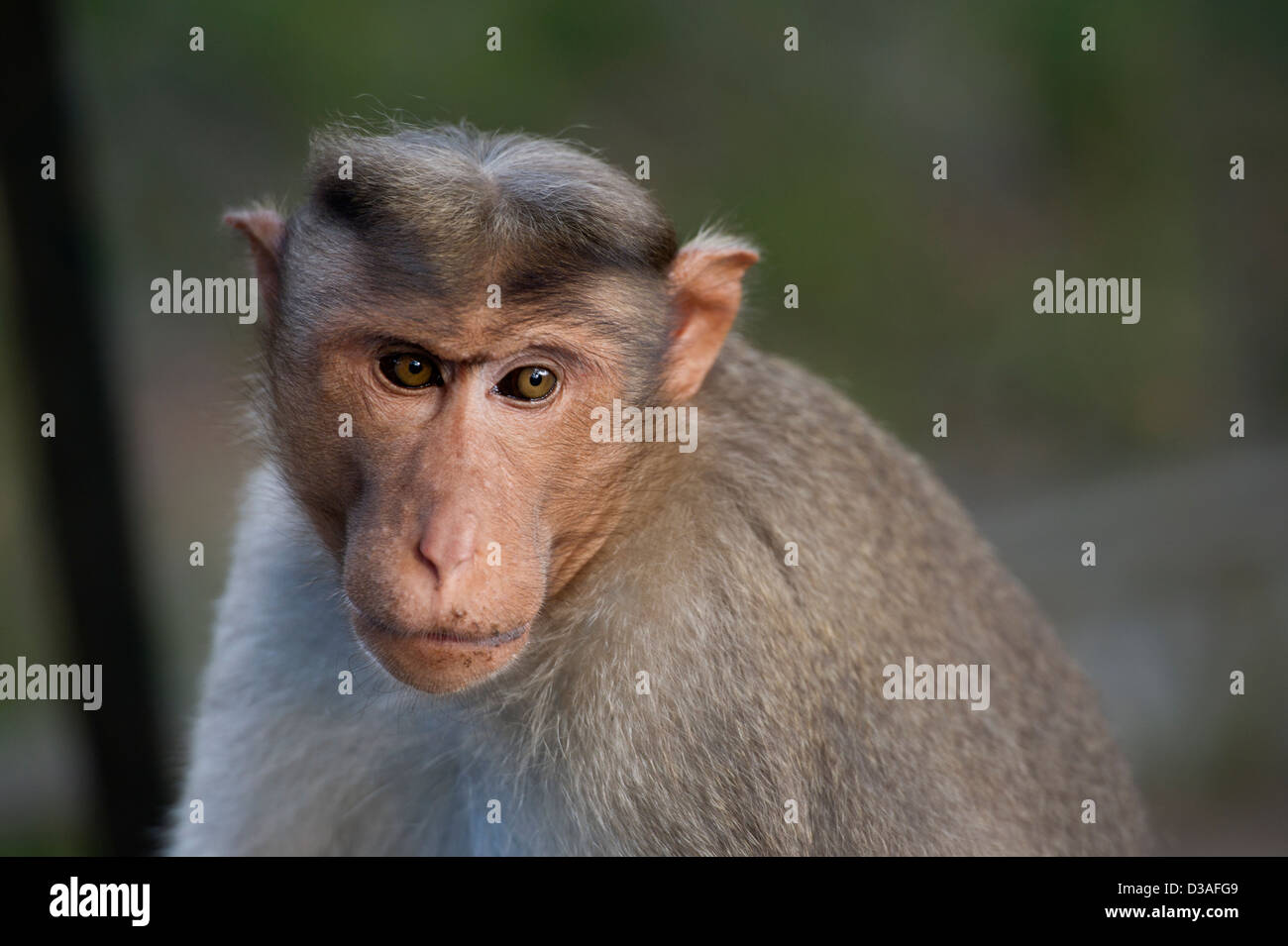 A Bonnet Macaque (Macaca radiata) in the Periyar Tiger Reserve near Thekkady in the Western Ghats, Kerala, India Stock Photo