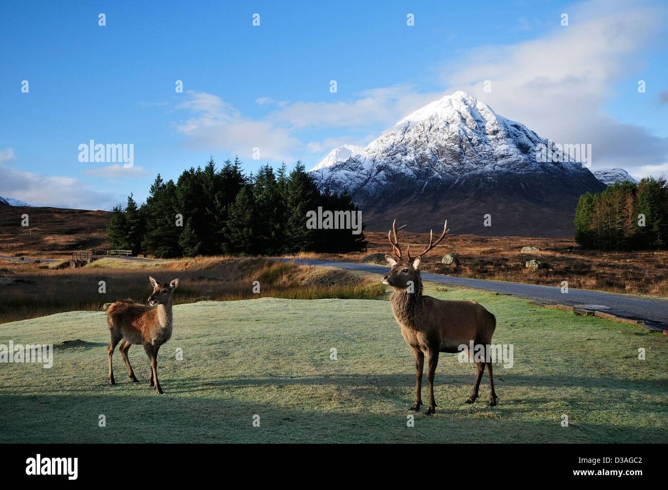 Red Deer in Glen Coe with morning light on the summit cone of Buachaille Etive Mor Stock Photo