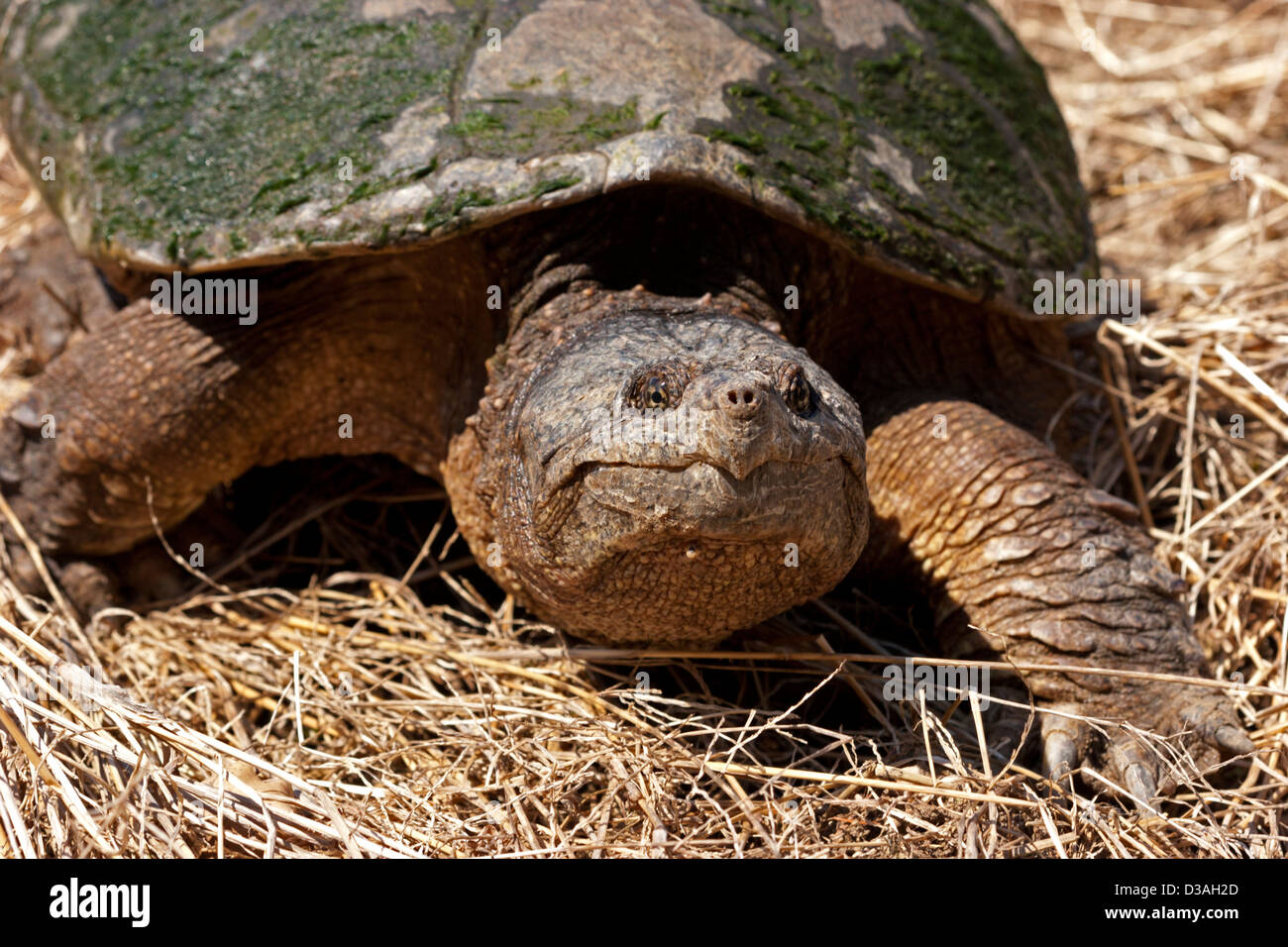 snapping turtle large reptile Stock Photo