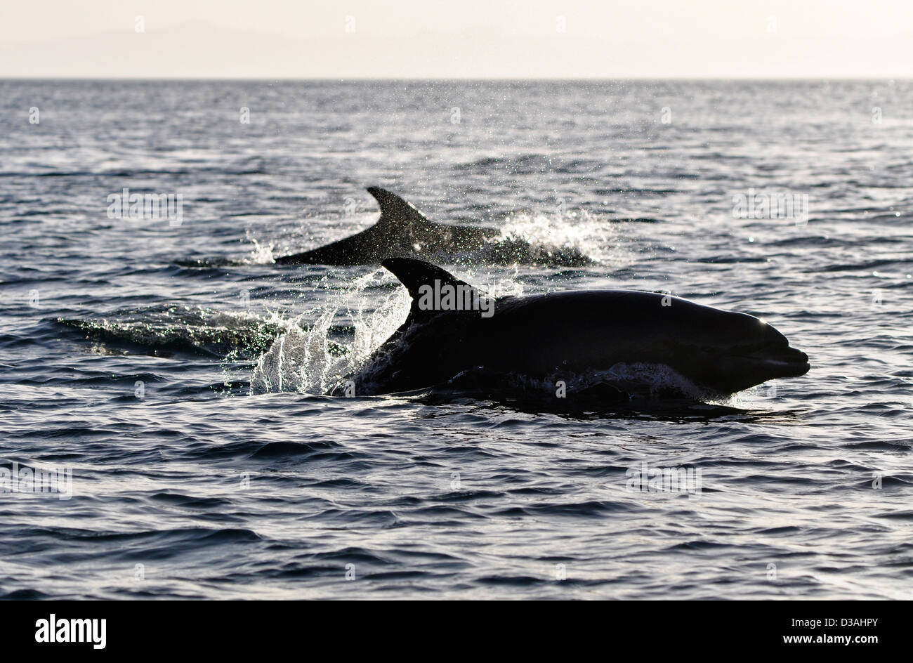 Common Bottlenose Dolphins in the Sea of Cortez, Baja California