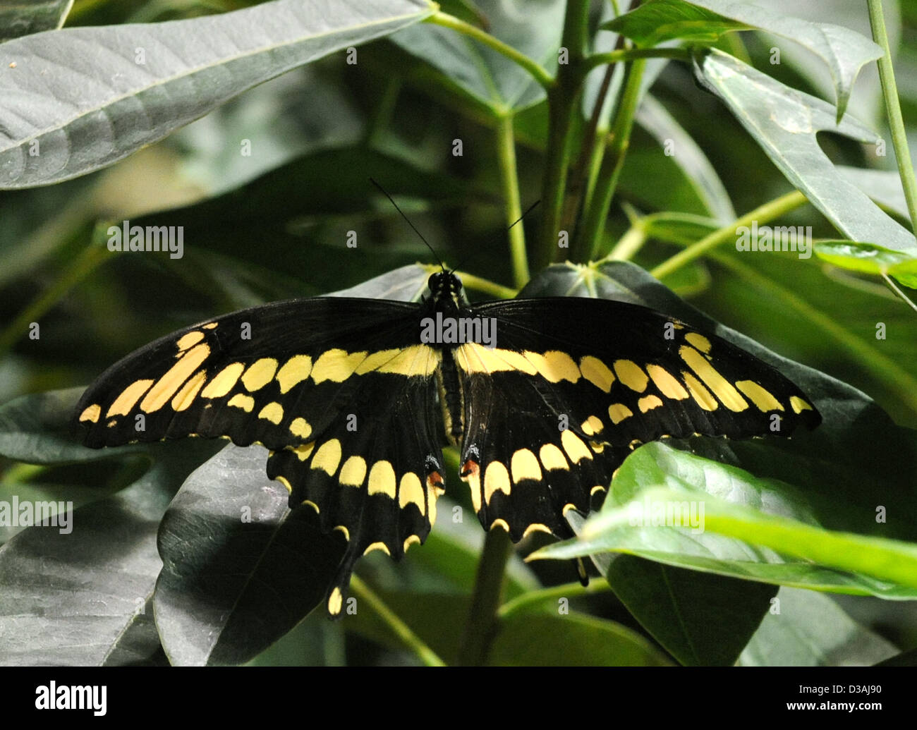 black and yellow Swallowtail butterfly, swallowtail, butterfly, butterflies, Papilionidae, Swallowtail with 550 species, Tropica Stock Photo
